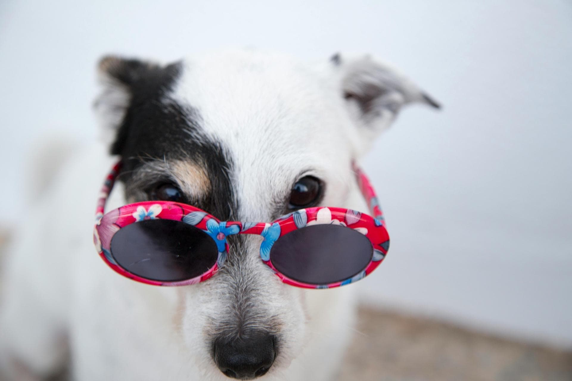 Dog & Cat Vets in Lafayette